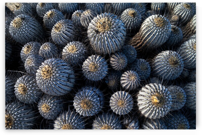 Copiapoa by VOLCKMANNII