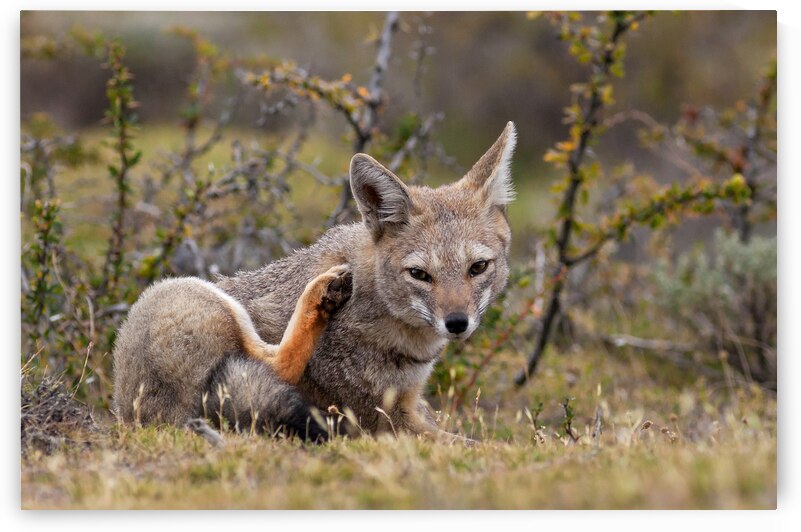 Culpeo by VOLCKMANNII