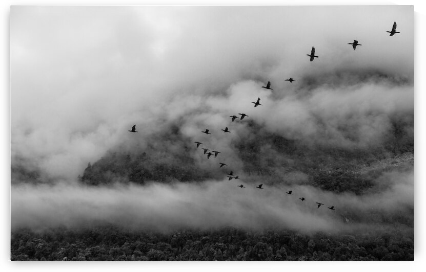 Austral by VOLCKMANNII