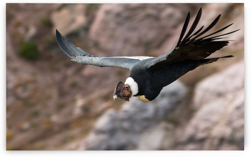 Condor by VOLCKMANNII