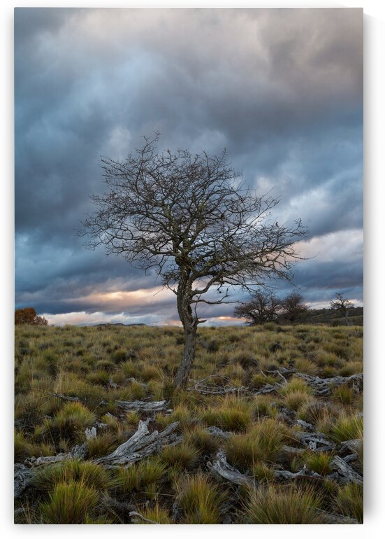 Icalma by VOLCKMANNII