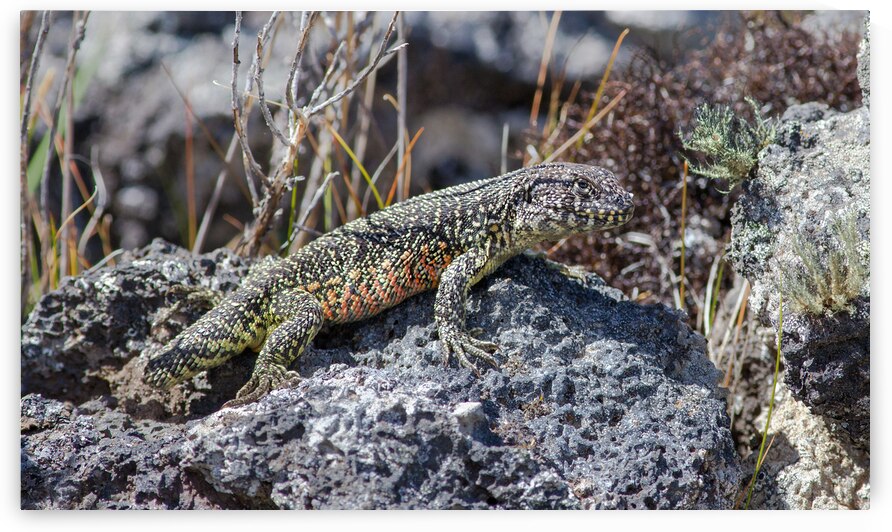 Liolaemus sarmientoi by VOLCKMANNII