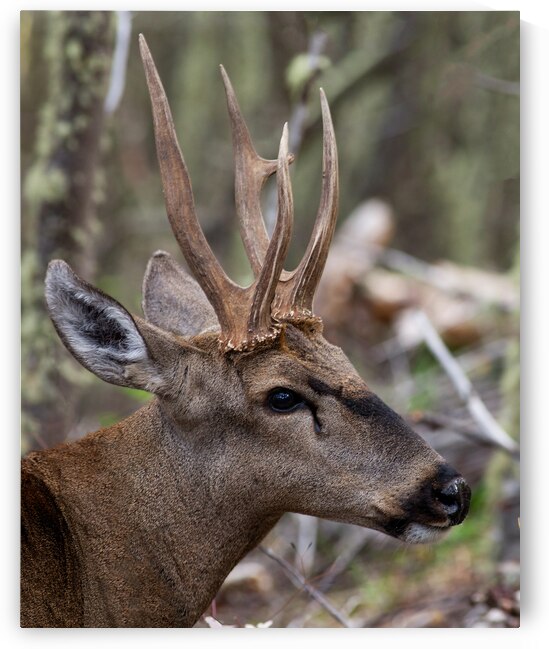 Huemul by VOLCKMANNII