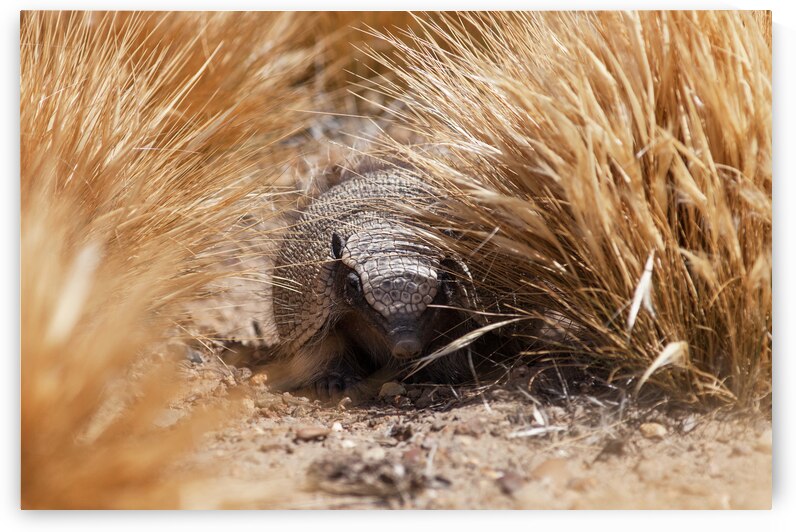 Quirquincho by VOLCKMANNII