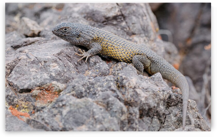 Liolaemus nitidus by VOLCKMANNII