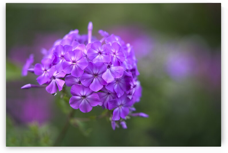 Pretty Purple Bouquet by Suzanne Bonin