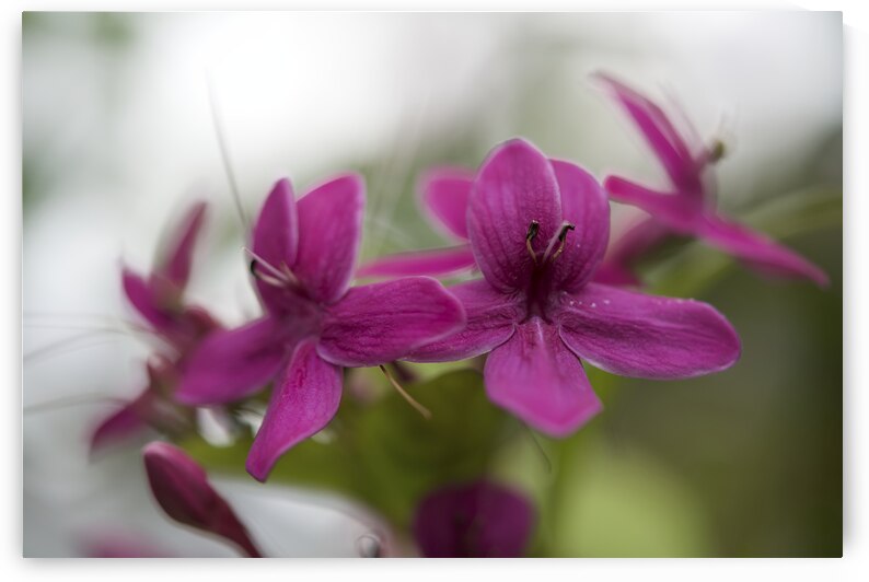 Shooting Star by Suzanne Bonin