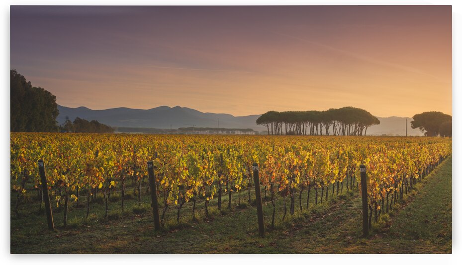 Bolgheri vineyards and pine trees at sunrise. Tuscany by Stefano Orazzini