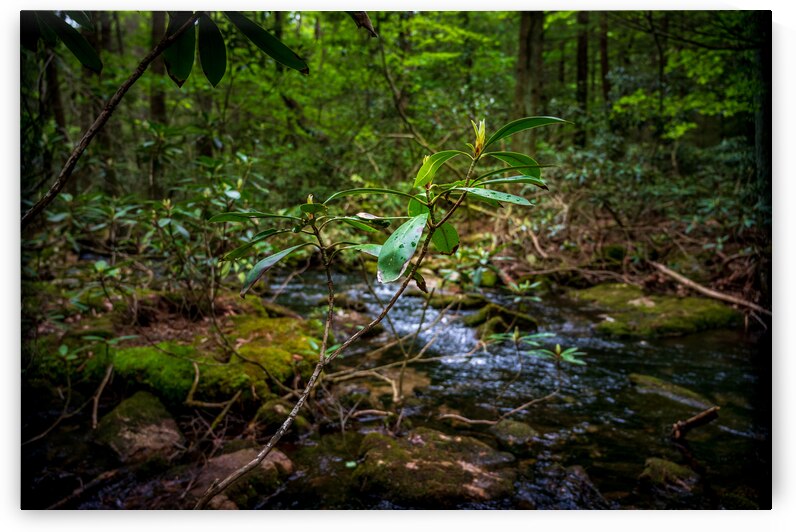 Springs Promise by Dream World Images