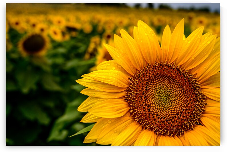 Corner Sunflower: A Radiant Touch of Natures Beauty by Dream World Images