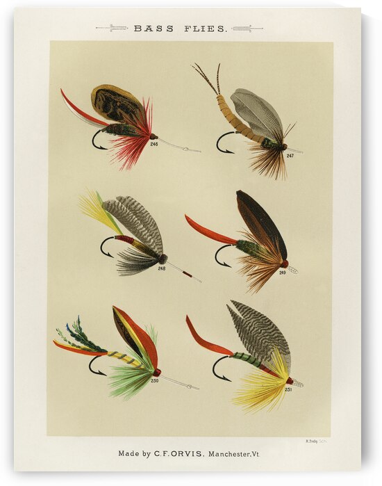 Bass Flies  by IStockHistory com