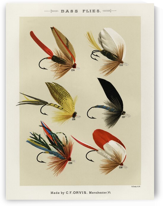 Bass Flies  by IStockHistory com