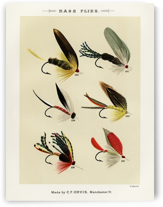 Bass Flies  by IStockHistory com