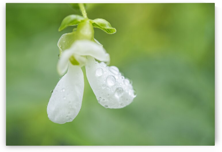 White Green Bean Flower With Raindrops III by Iris H Richardson