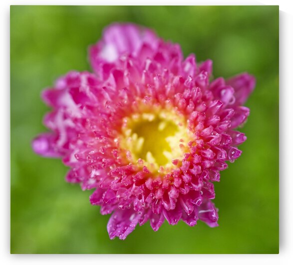 Magenta Chrysanthemums by Iris H Richardson
