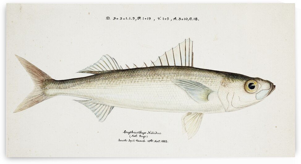 Antique drawing watercolor fish Emmelichthys Nitidus marine life. South Pacific Fishes by Frank Edward Clarke 1849-1899. by IStockHistory com