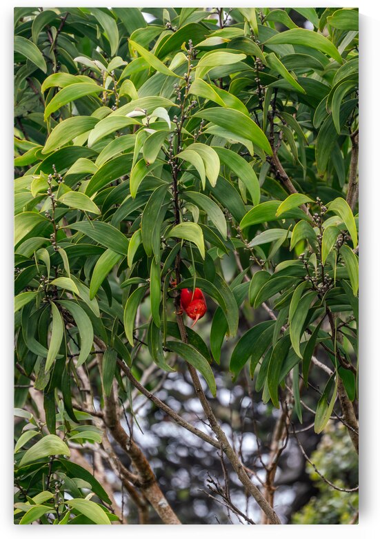 Hawaiian ʻIʻiwi by Noah Lang