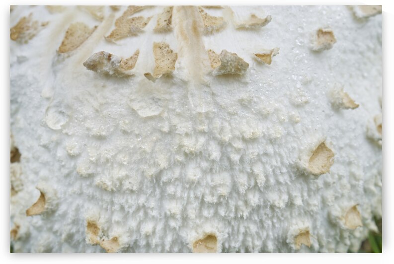 The Green-Spore Poison Parasol Mushroom II  by Iris H Richardson