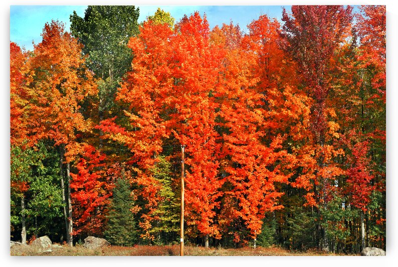 Fall Foliage Michigan Upper Peninsula by Bill Swartwout Photography