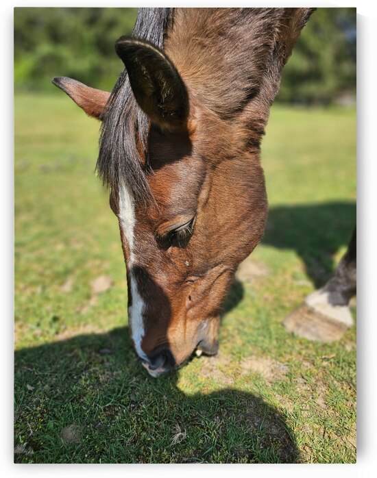 Jack The horse 1 by Sultan