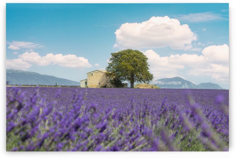 Lavender field a house and a tree. France by Stefano Orazzini