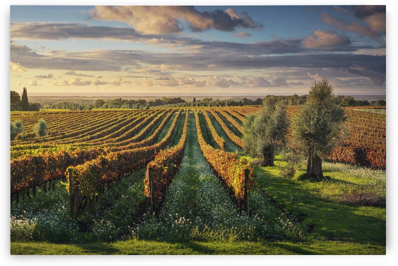 Bolgheri vineyards and olive trees at sunset. Tuscany  by Stefano Orazzini