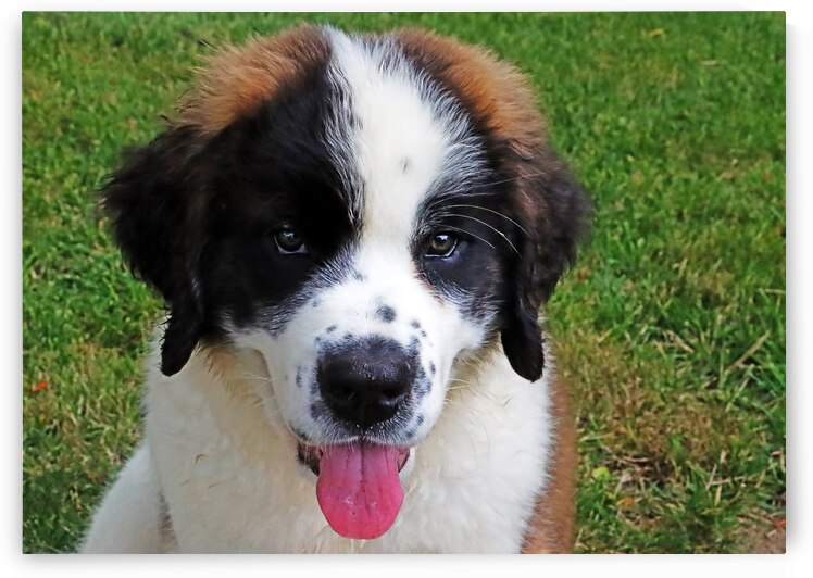 Frankie by Deb Oppermann