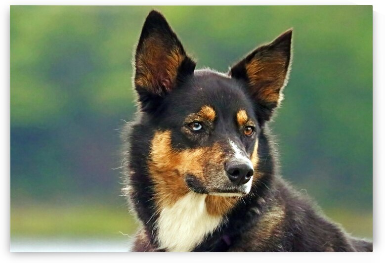 Thoughtful Pup by Deb Oppermann