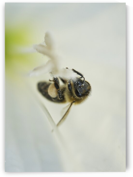 Honeybee Feating on White Moonflower 1005 by Iris H Richardson