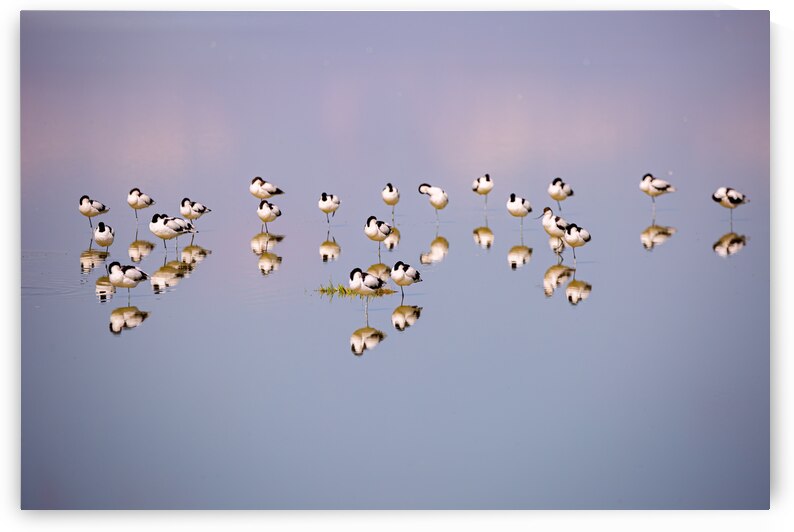 Social Media Print Store 60 by Laura Merz