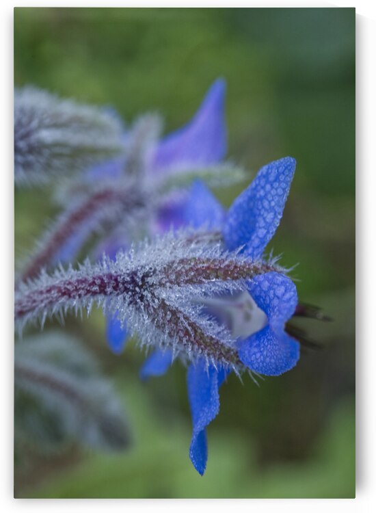Blue Borage Flower Back by Iris H Richardson