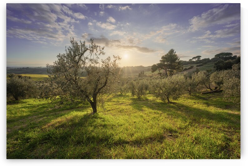 Olive grove in Alta Maremma. Tuscany by Stefano Orazzini