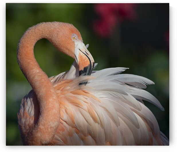 Flamboyance by EarthsMoments by Marc Harris photographer