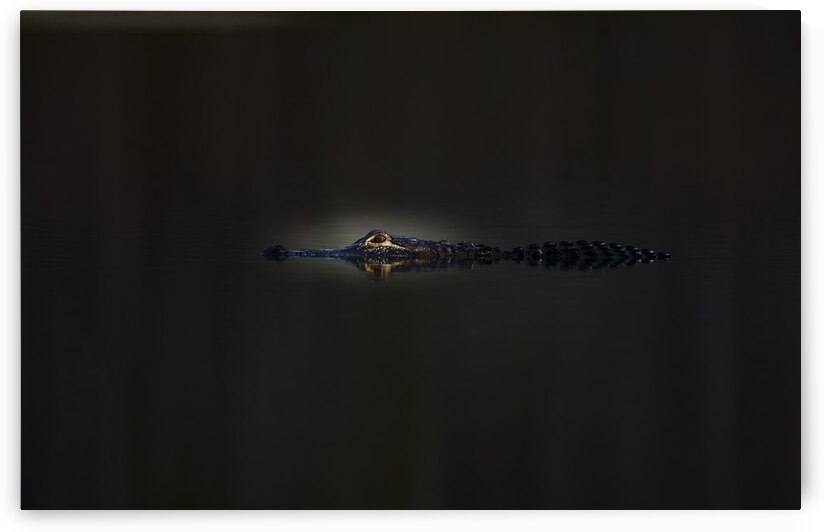 What lurks in the dark by EarthsMoments by Marc Harris photographer