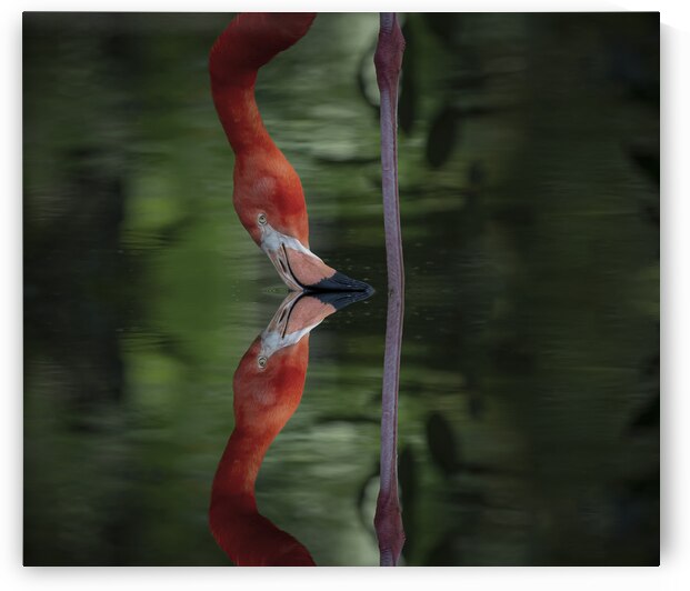 Nose to Nose by EarthsMoments by Marc Harris photographer