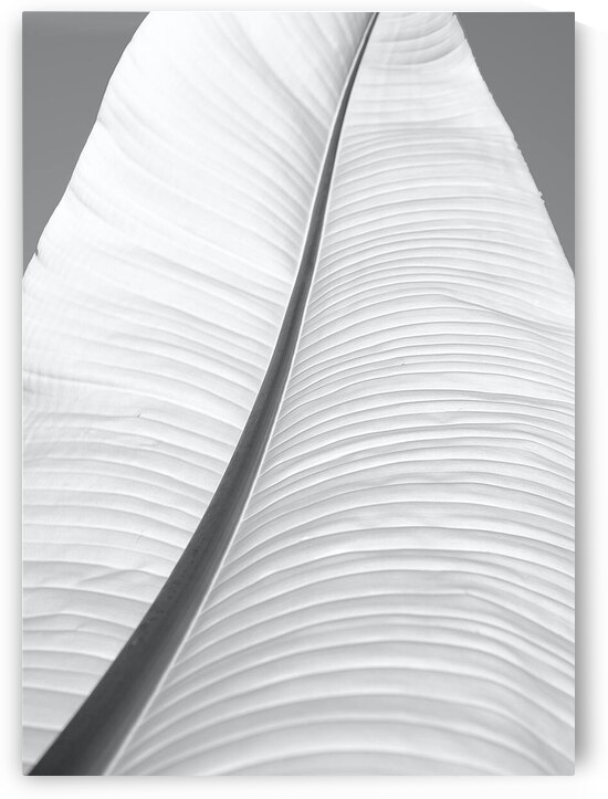 Leaf by Corey Ribotsky