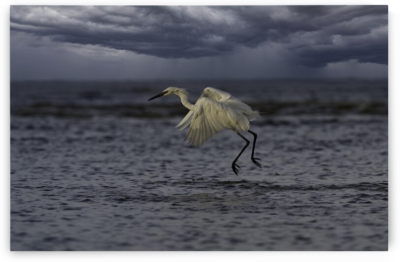 Rain Day by EarthsMoments by Marc Harris photographer