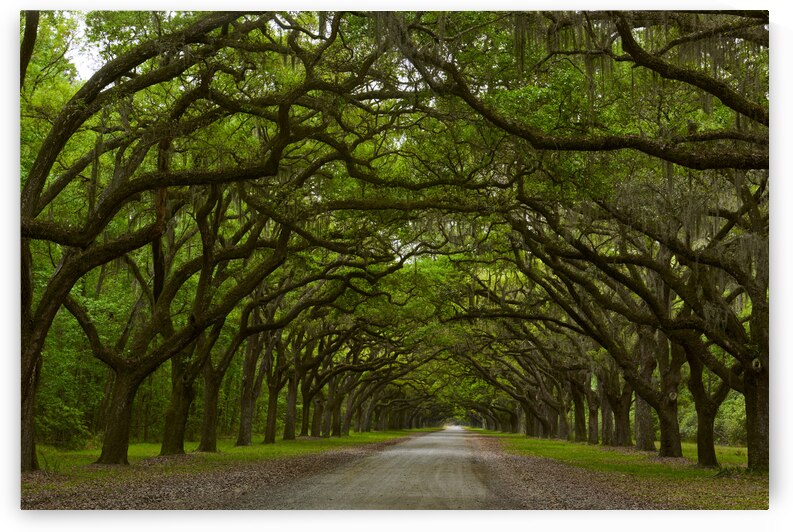 Fall Trees at Wormsloe by Images By Jon Evan