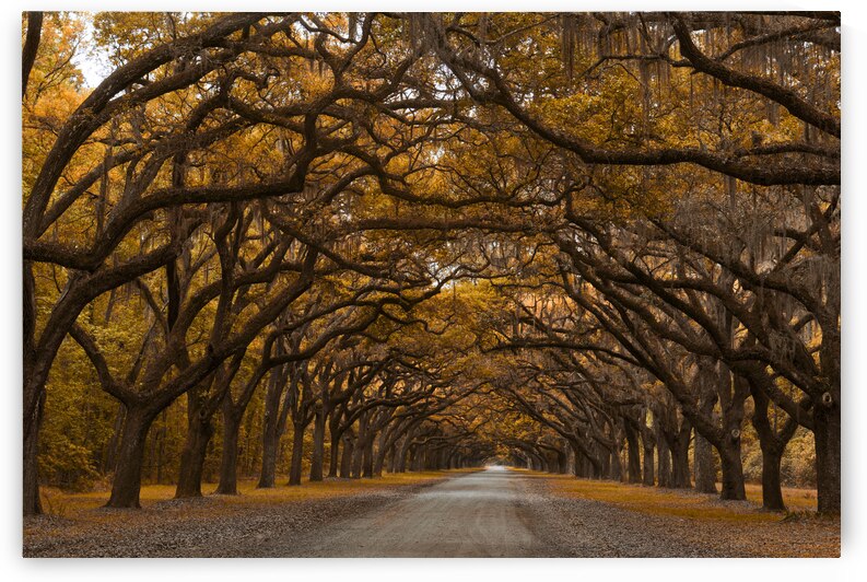 Fall Trees at Wormsloe 1 by Images By Jon Evan