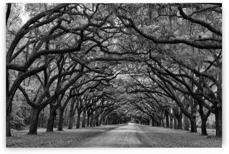 Tunnel of Trees at Wormsloe II by Images By Jon Evan