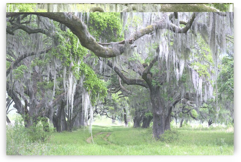 Spanish Moss on Trees by Images By Jon Evan