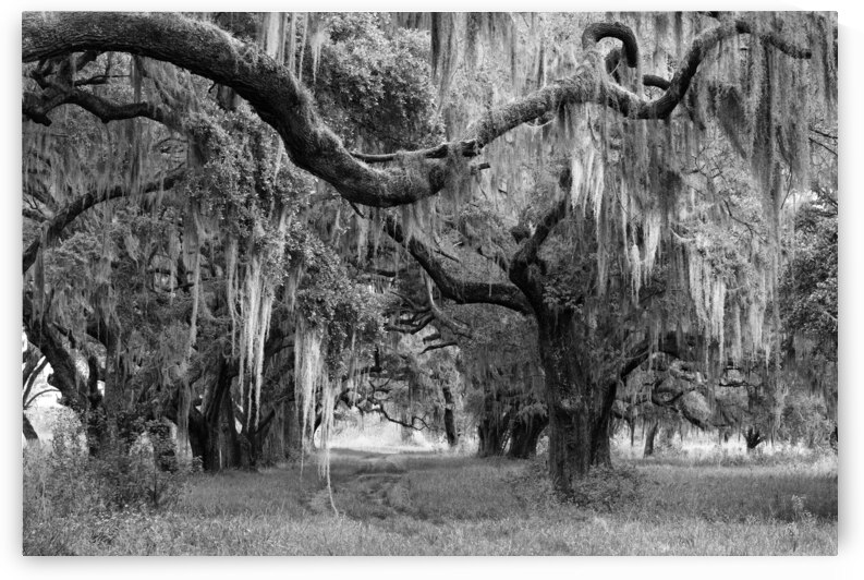 Spanish Moss on Trees II by Images By Jon Evan