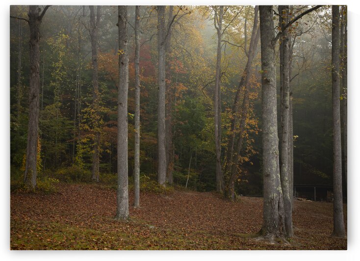 MAGIC FOREST by JOPIZ