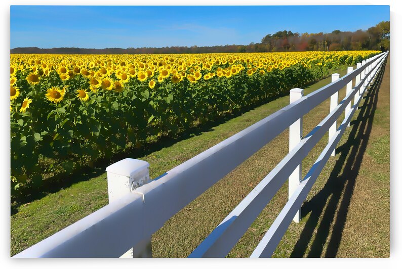 Sunflower Field with a Fence by Bill Swartwout Photography