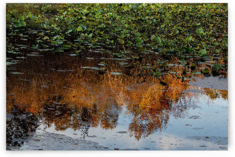 Wetumpka Alabama Swamp Reflections by Norma Brandsberg Photography