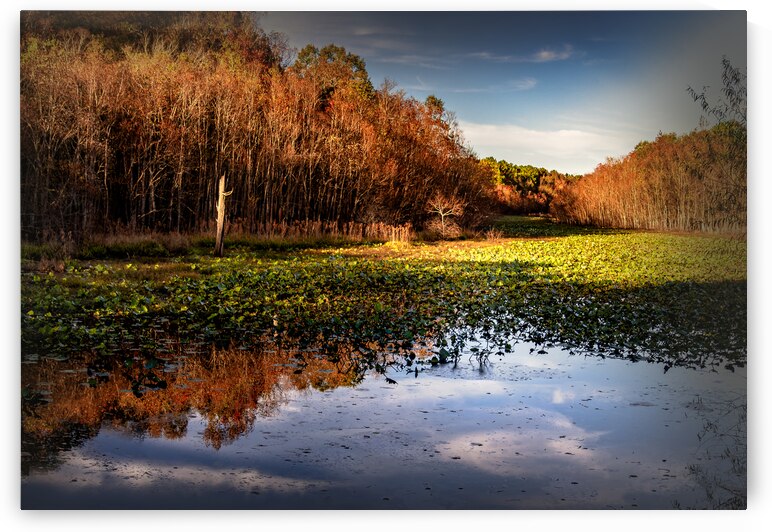 Alabama Wetlands in January Sunset by Norma Brandsberg Photography