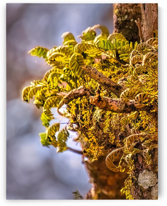 Bald Cypress Tree Ferns by Norma Brandsberg Photography