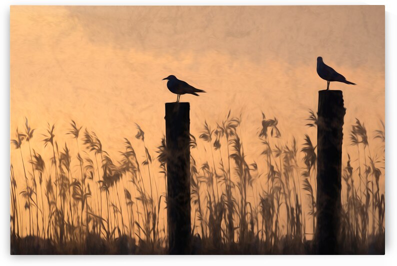 Lake Pontchartrain Seagulls Silhouette Perched on Piling Poles by Norma Brandsberg Photography
