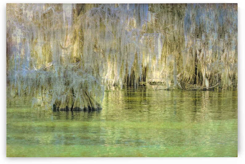 Louisiana Bald Cypress Light Beams by Norma Brandsberg Photography