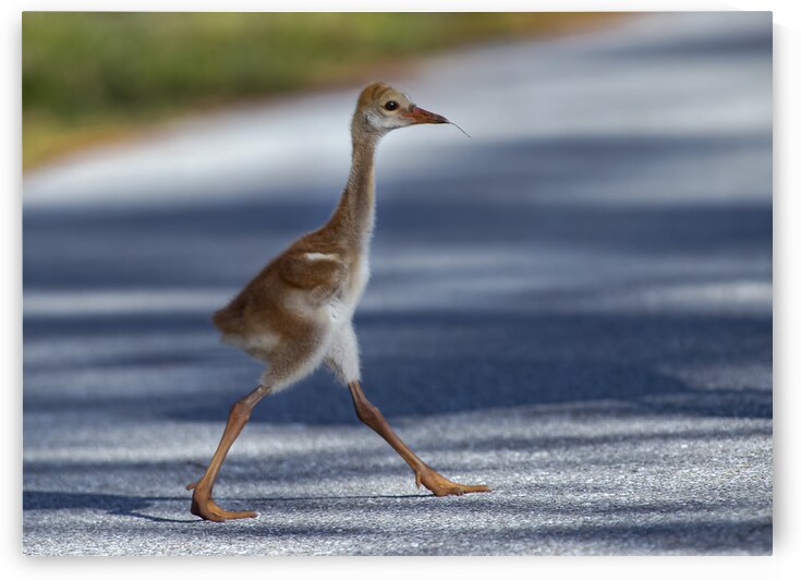 Country Roads  by EarthsMoments by Marc Harris photographer